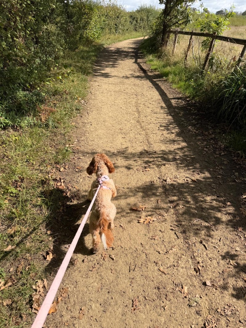 Walking Coco along a sunny countryside path