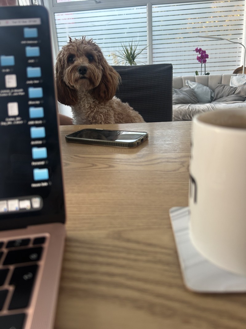 Working from home with Coco the cockapoo beside the laptop